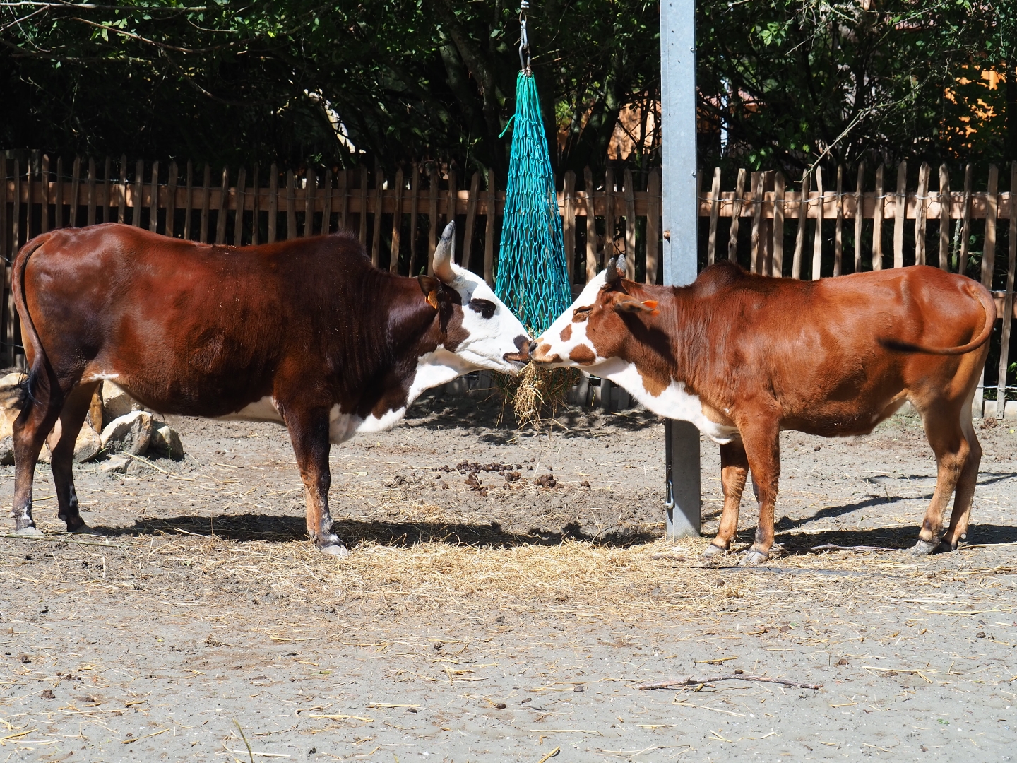 Dwarf zebus (Bos taurus indicus)