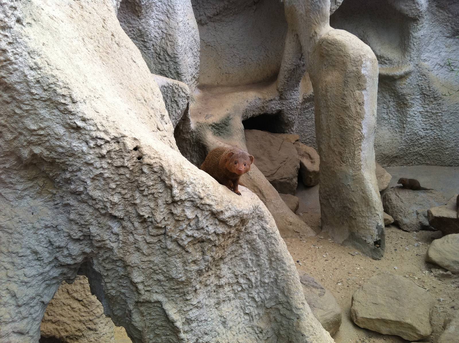 Dwarg Mongoose at Emmen Zoo - April 2011