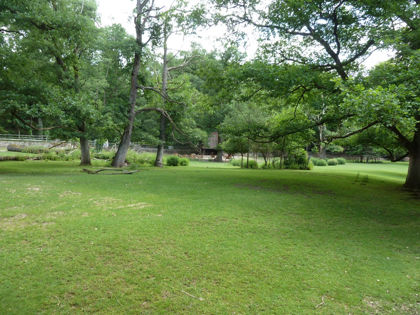 Dyboski deer enclosure