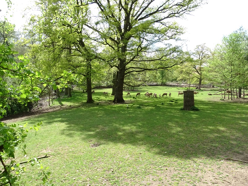 Dybowksi deer enclosure