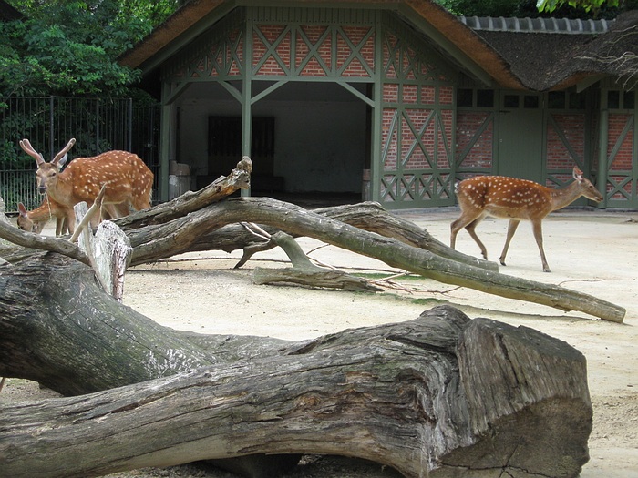 Dybowksi deer
