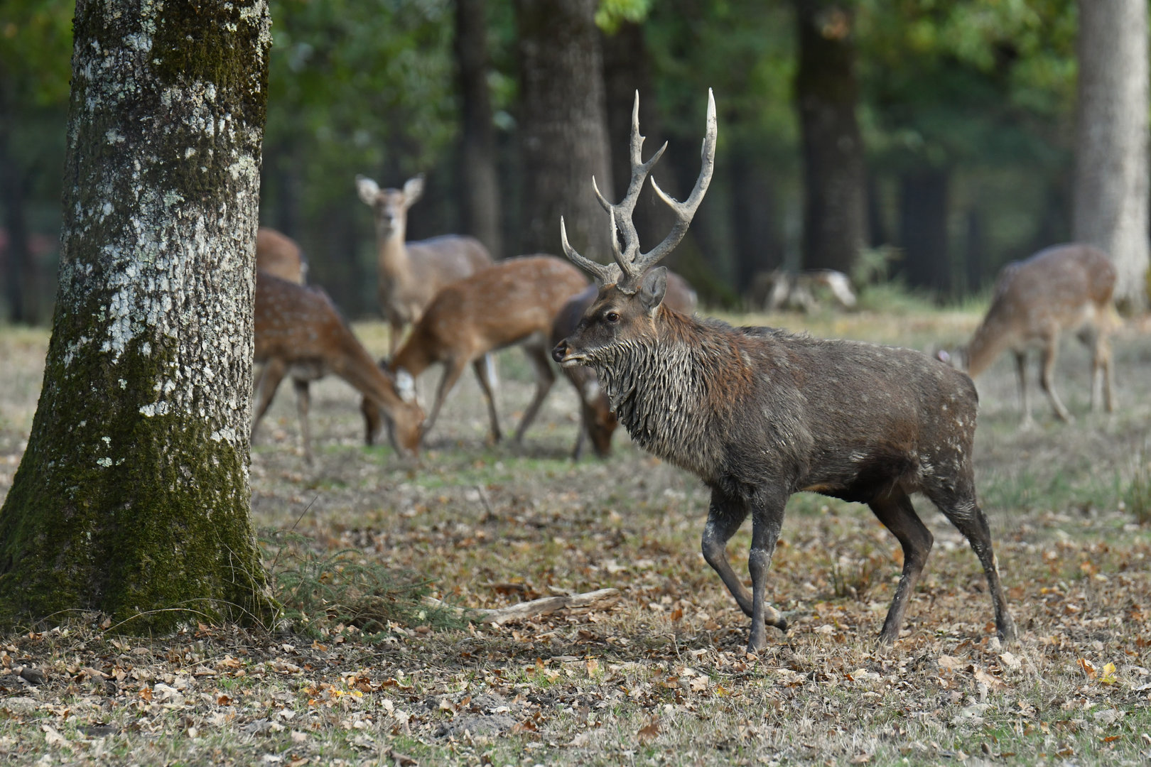 Dybowski deer (Cervus nippon dybowskii)