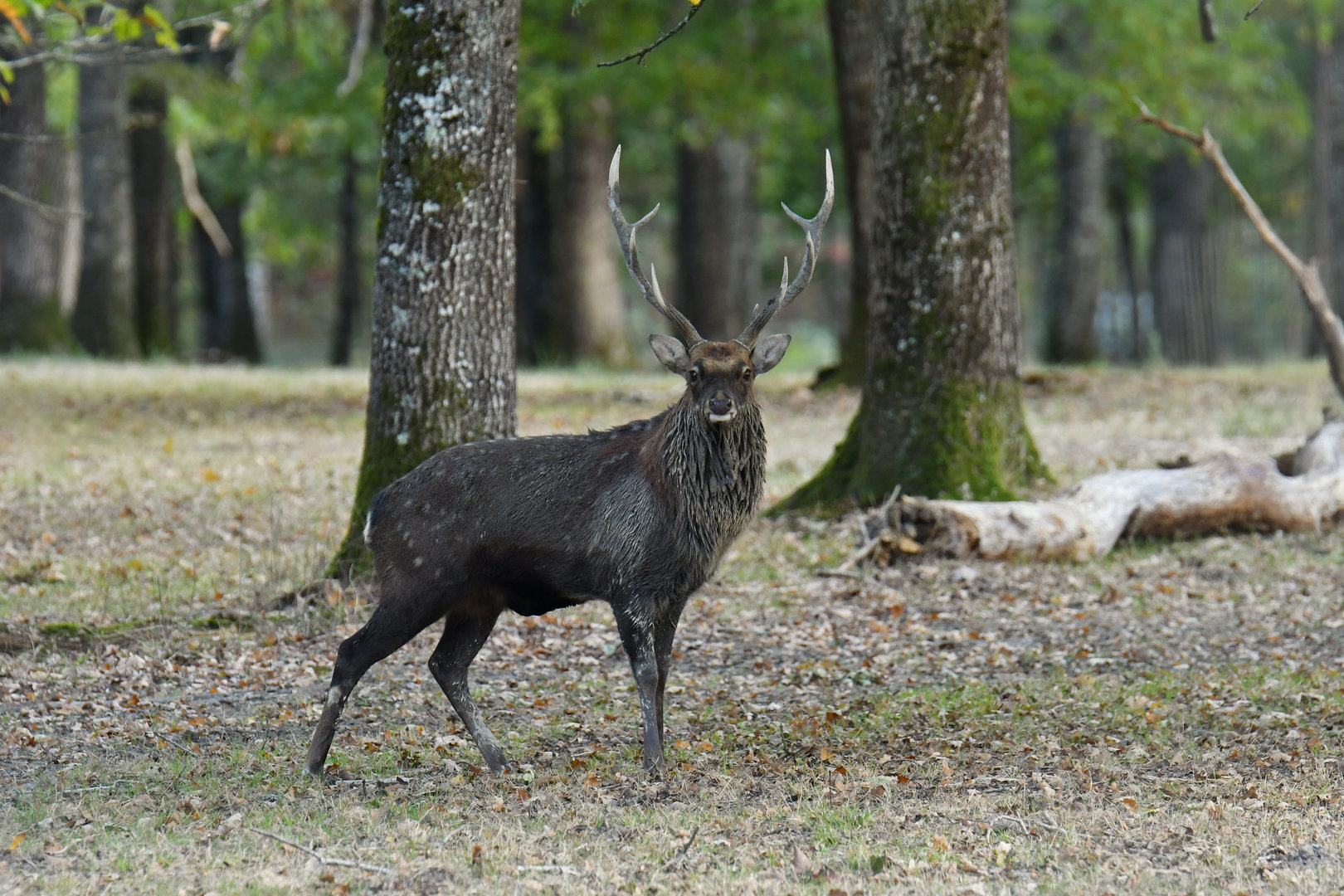 Dybowski deer (Cervus nippon dybowskii)