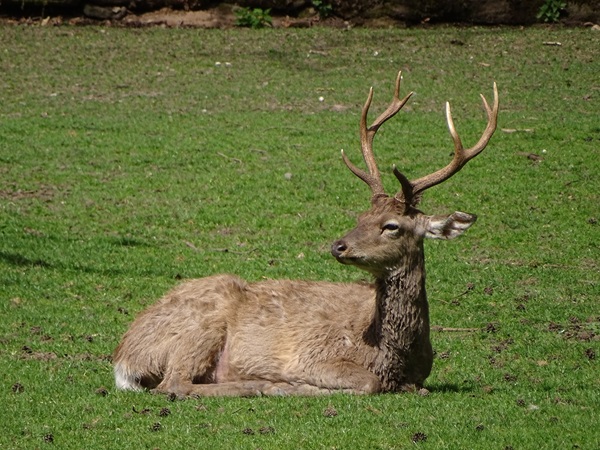 Dybowski deer (Cervus nippon hortulorum)