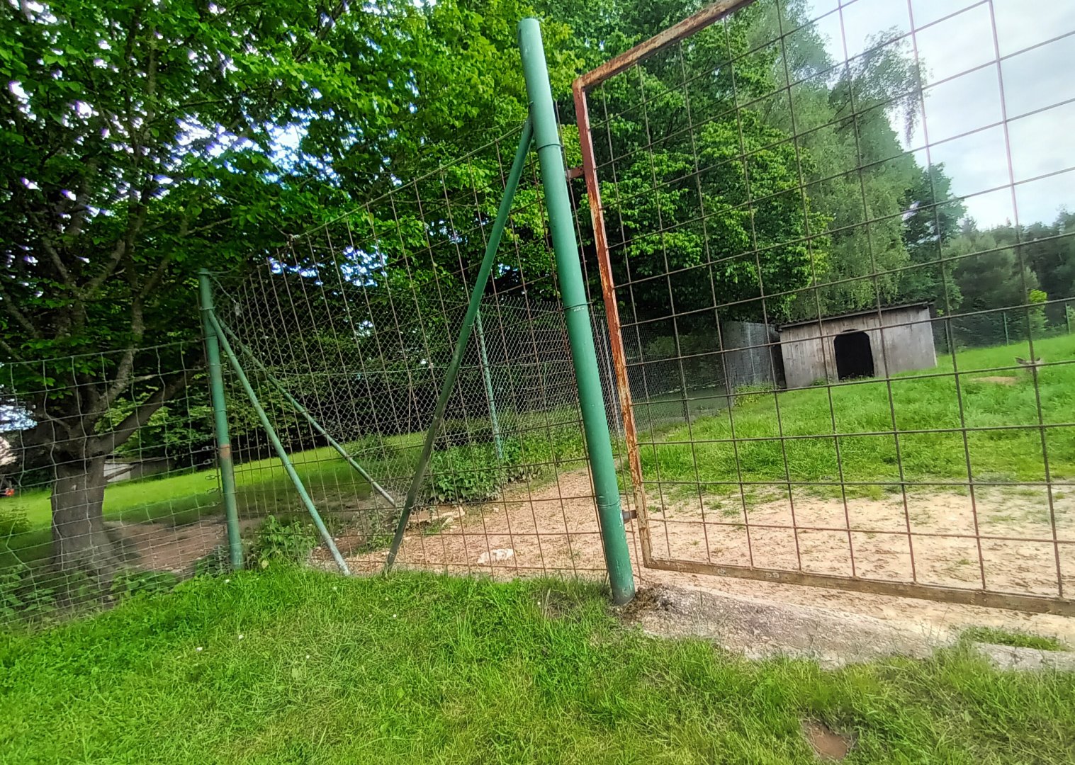 Dybowski Deer Enclosure