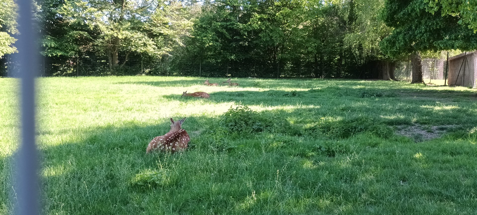Dybowski Deer Enclosure
