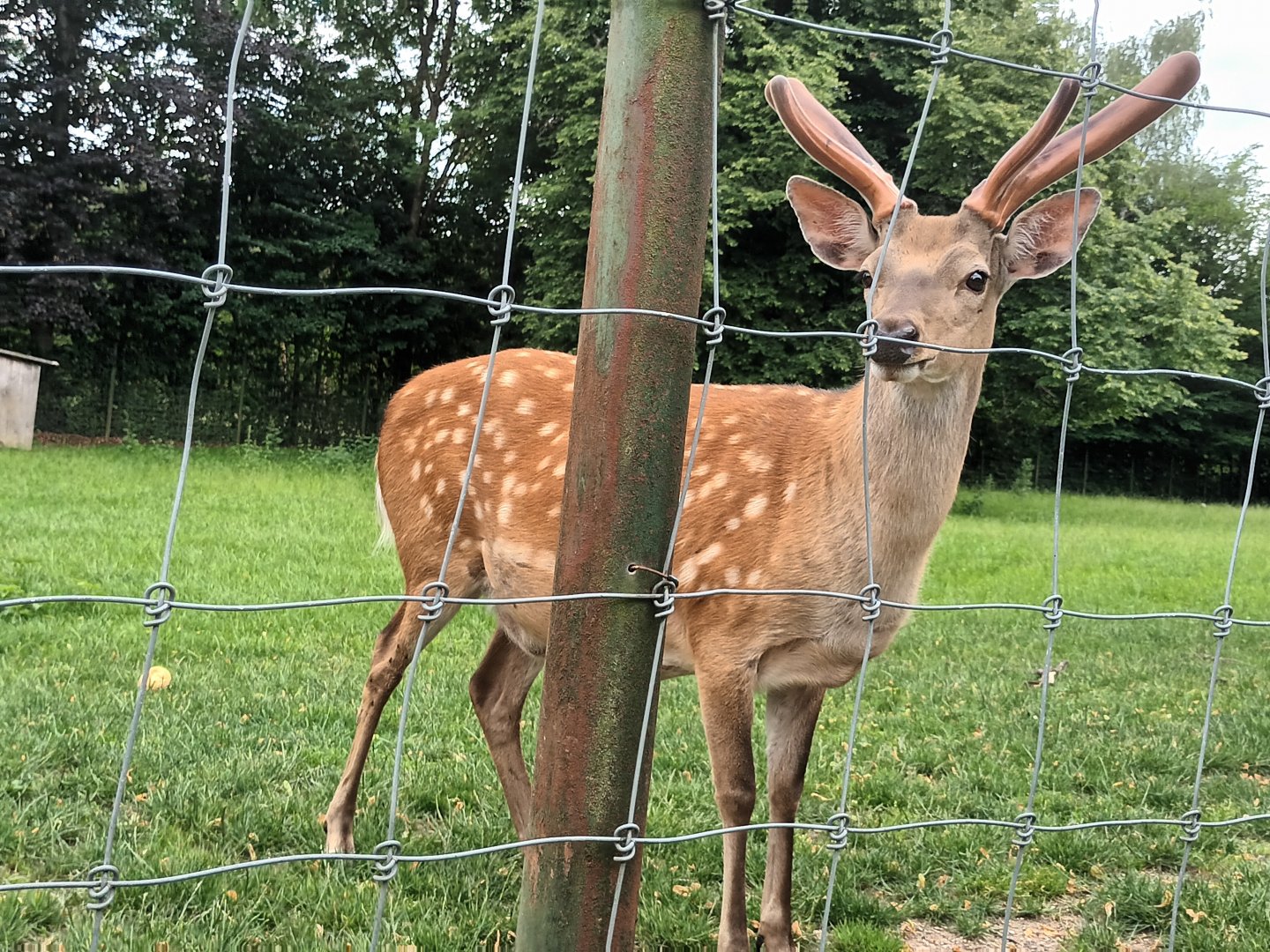 Dybowski Deer