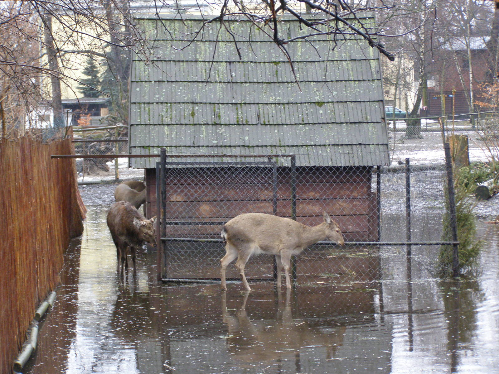 Dybowski sika deer (Cervus nippon hortulorum)