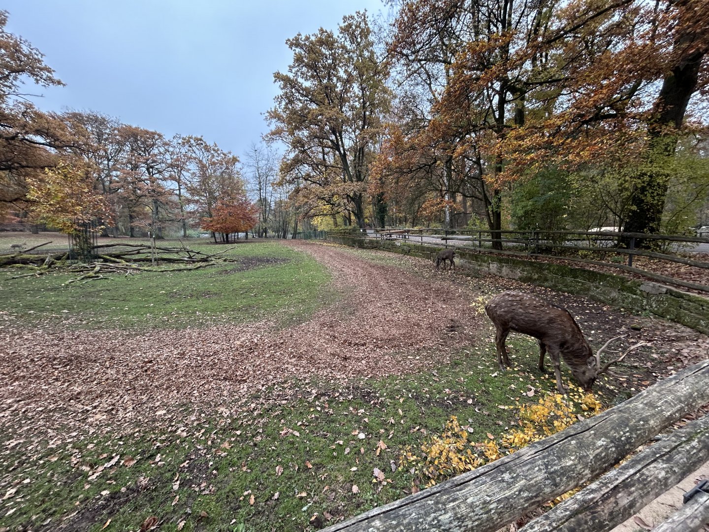 Dybowski Sika Deer Exhibit