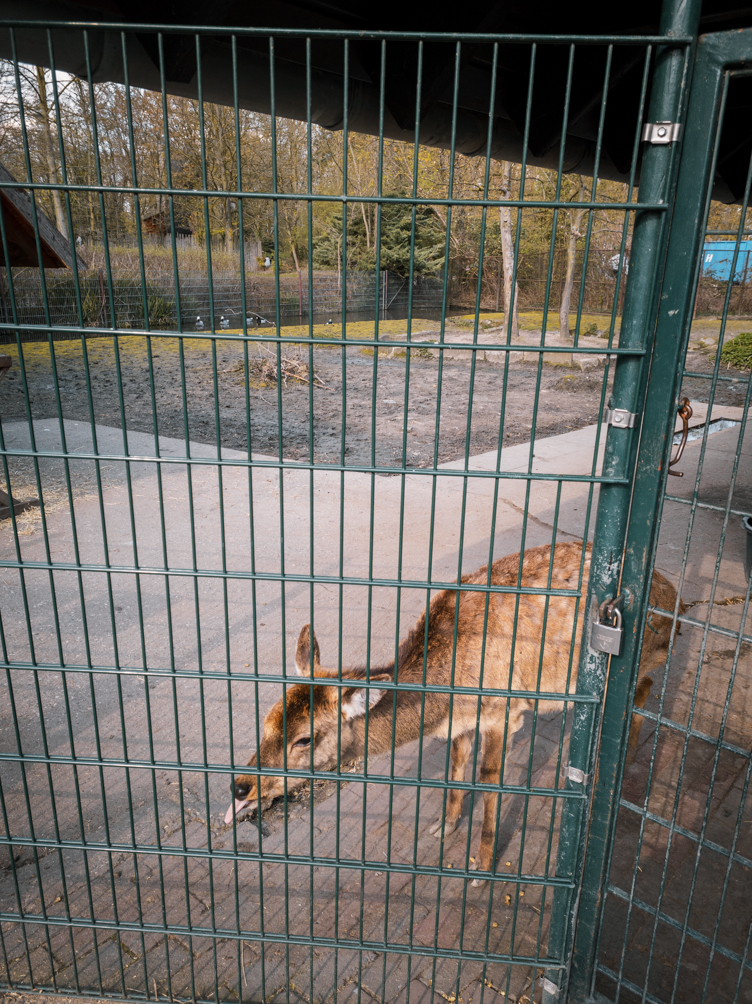 Dybowski's Deer and geese