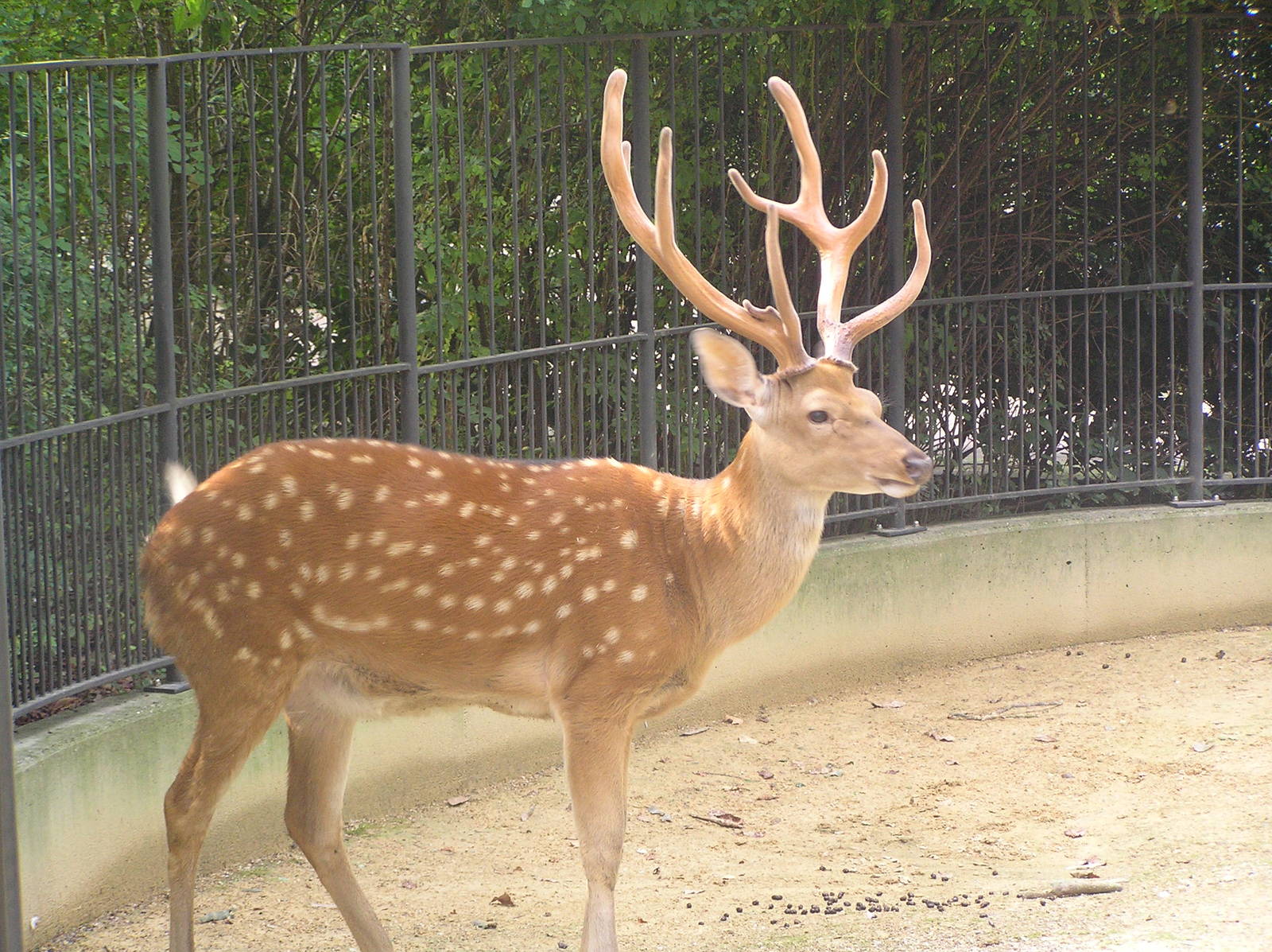 Dybowski's deer - Antwerp 06