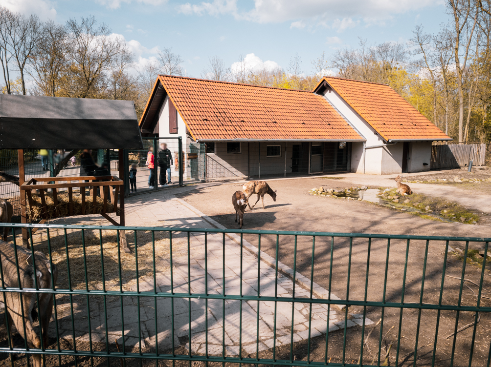 Dybowski's Deer, Nilgai Antelope, Blackbuck