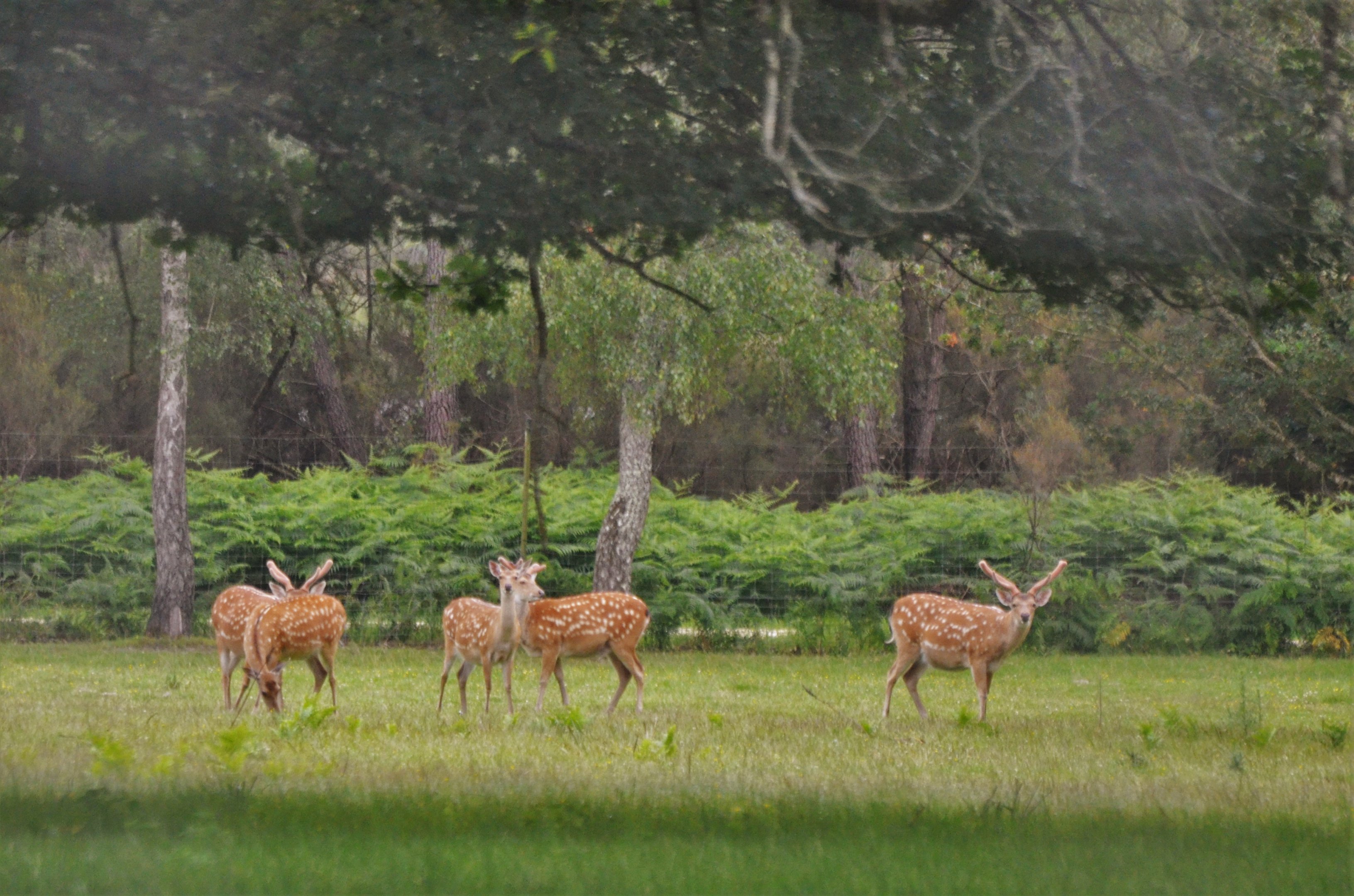 Dybowski's Sika at Haute-Touche, 14/06/18