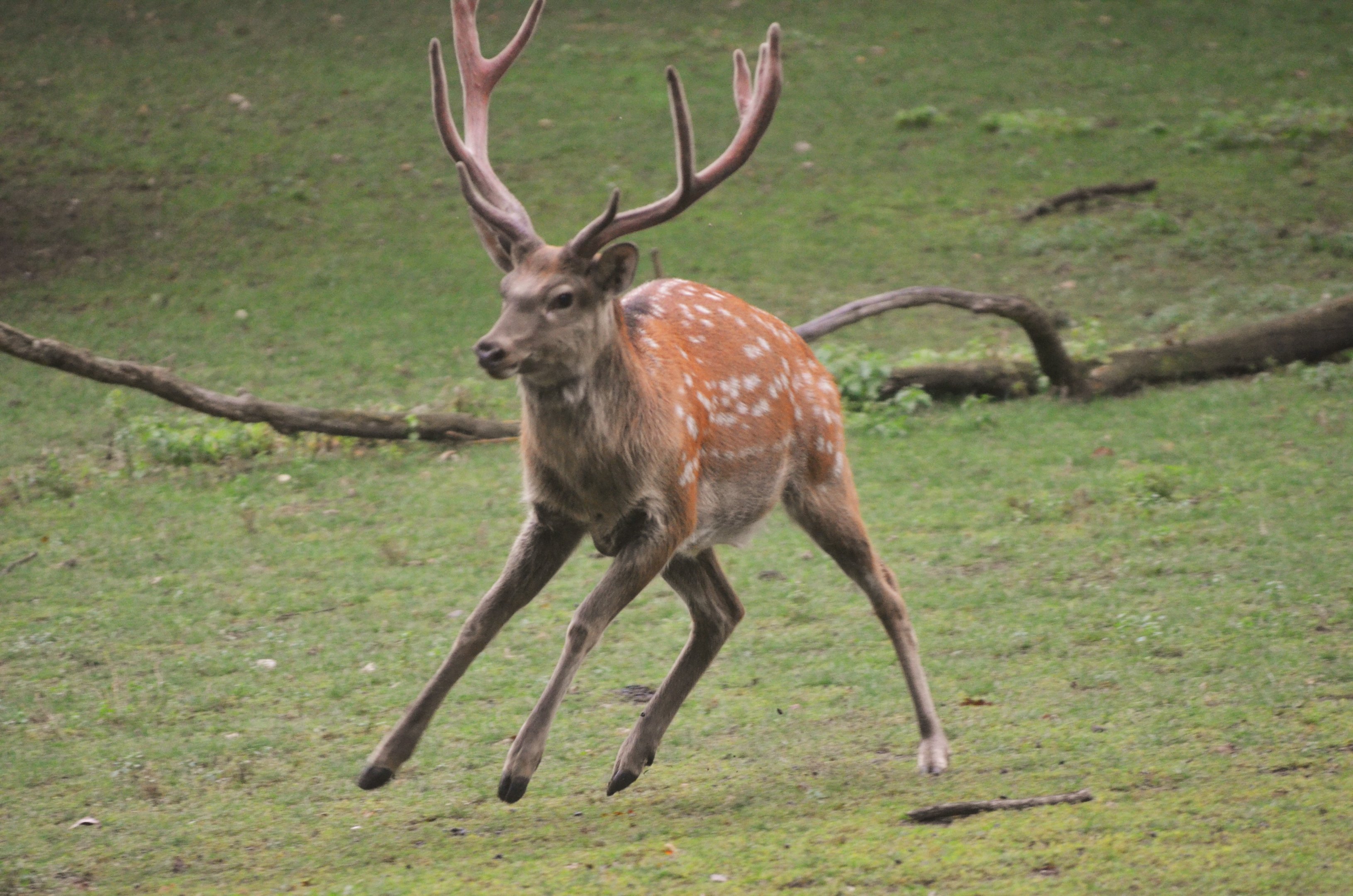 Dybowski's Sika at Nuremberg, 07/09/19