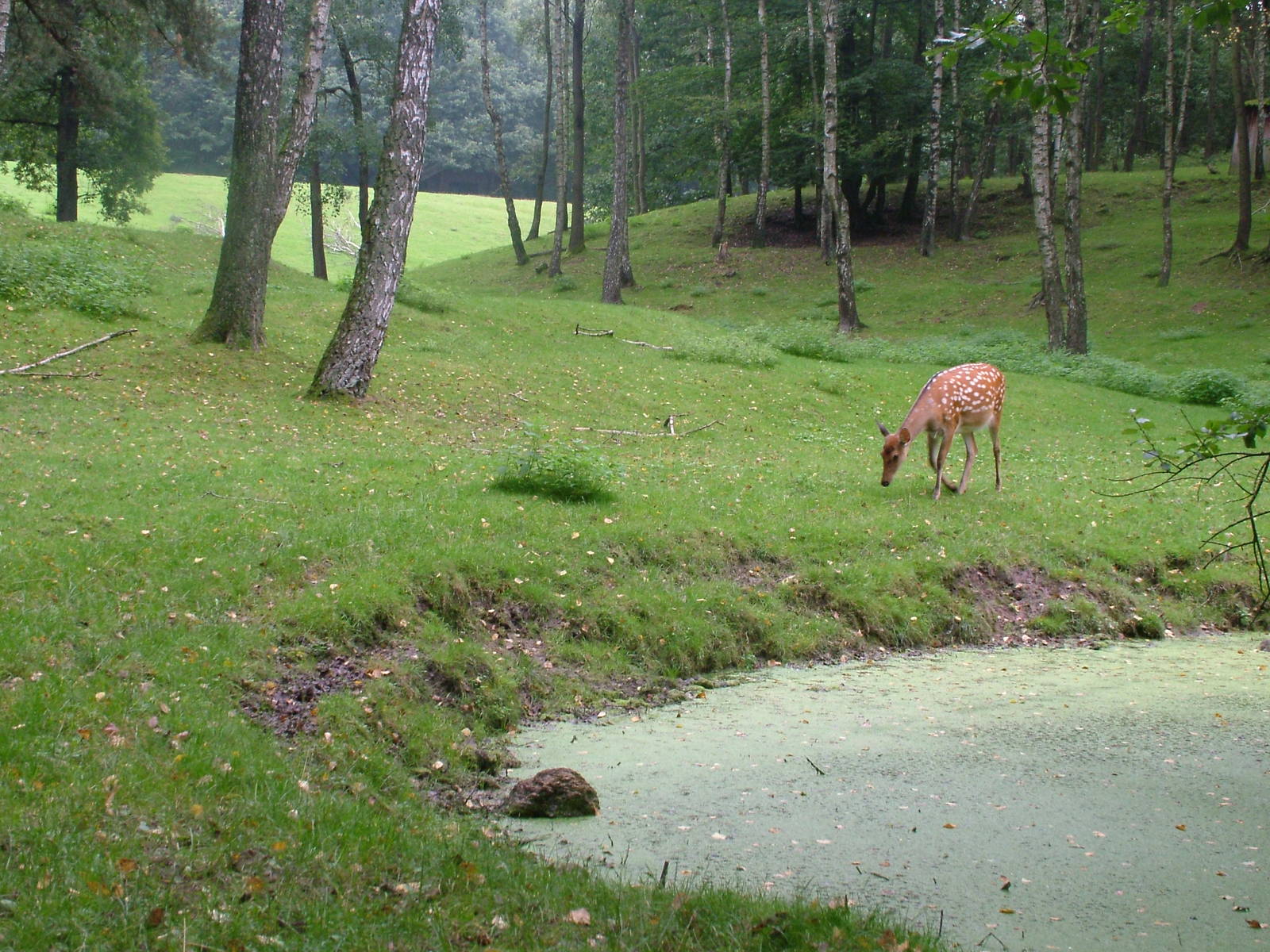 Dybowski's Sika at Wildpark Schwarze Berge 2007