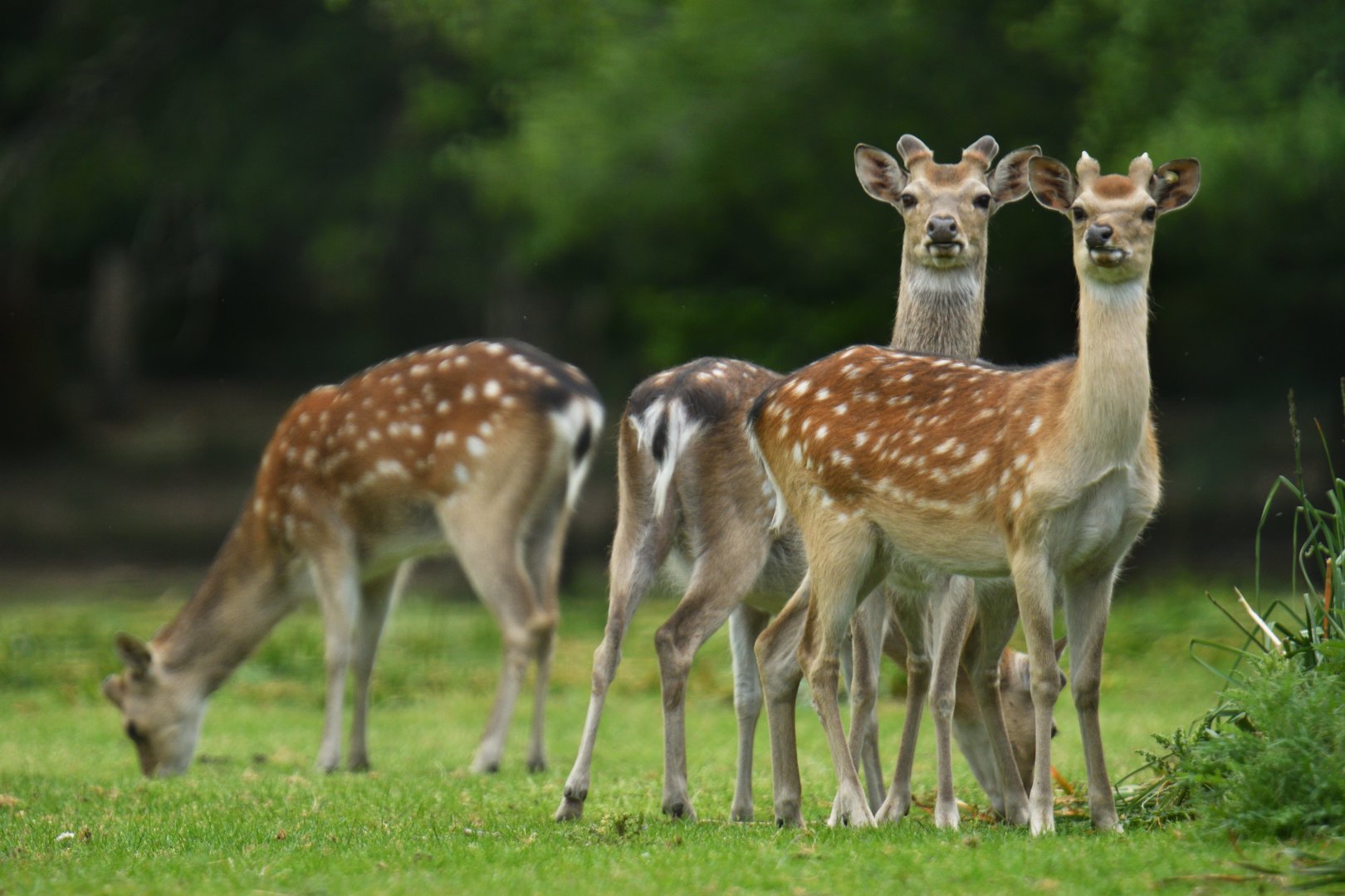 Dybowski's sika deer (Cervus nippon dybowskii )