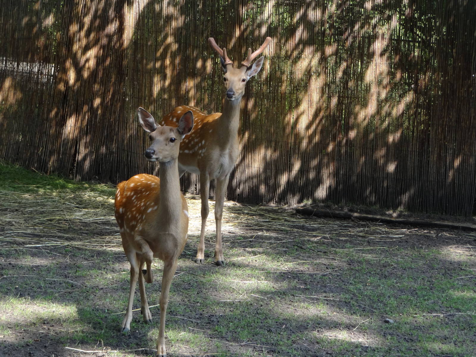 Dybowski's Sika Deer