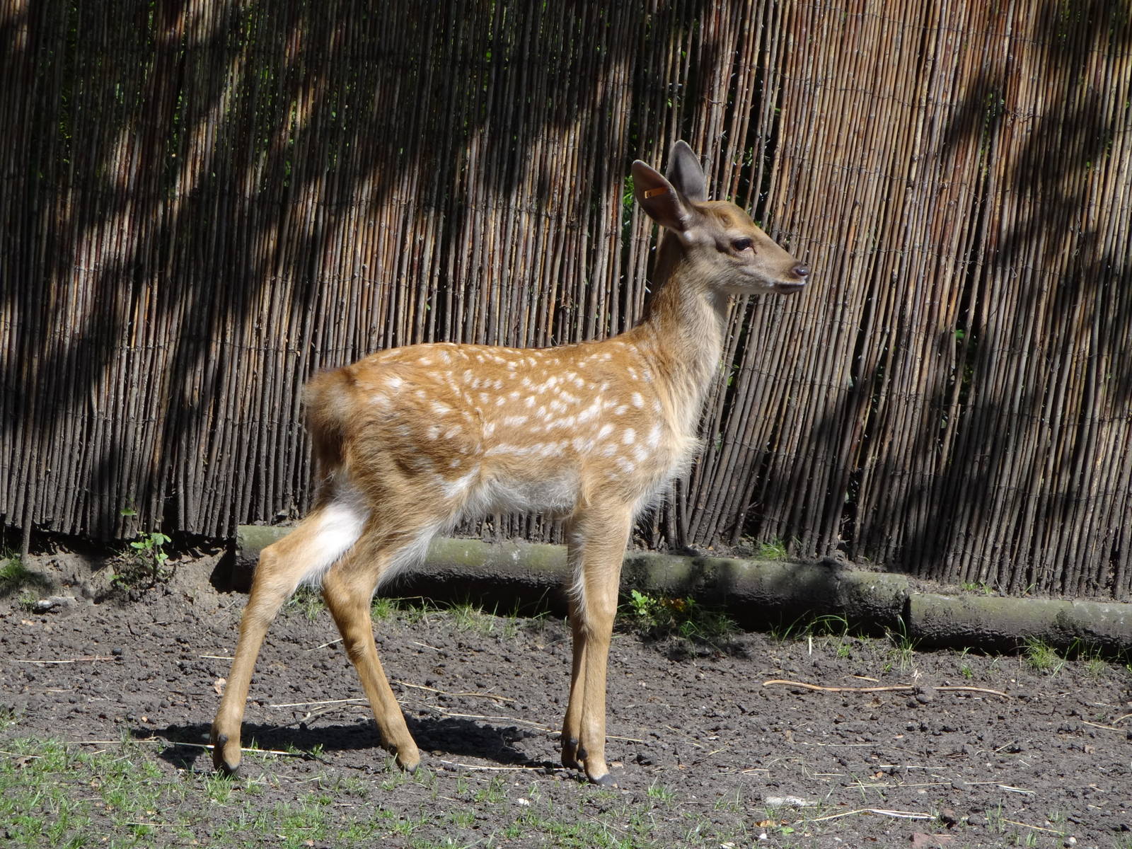 Dybowski's Sika Deer