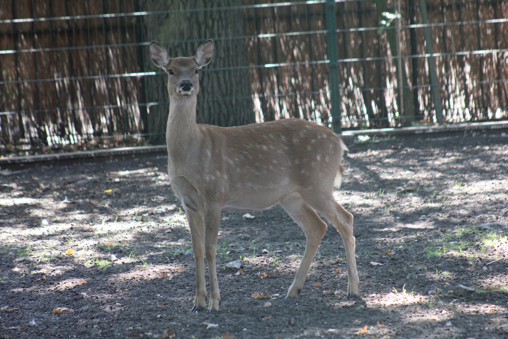 Dybowski's Sika Deer