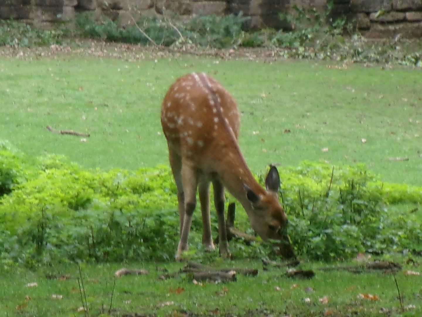 Dybowski's sika deer