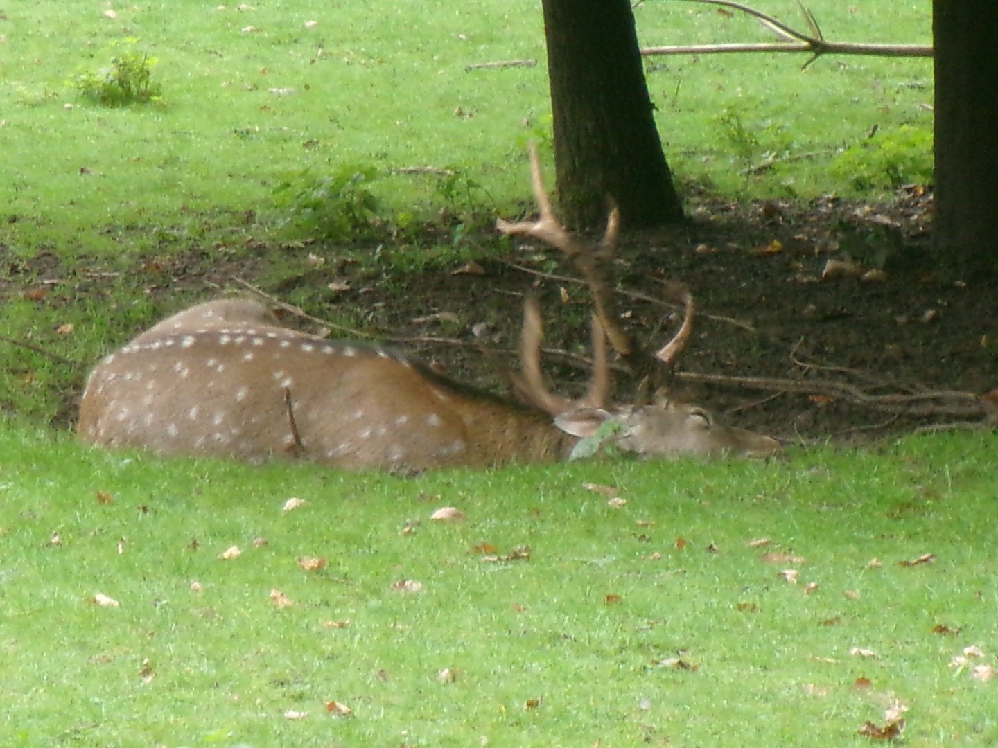 Dybowski's sika deer
