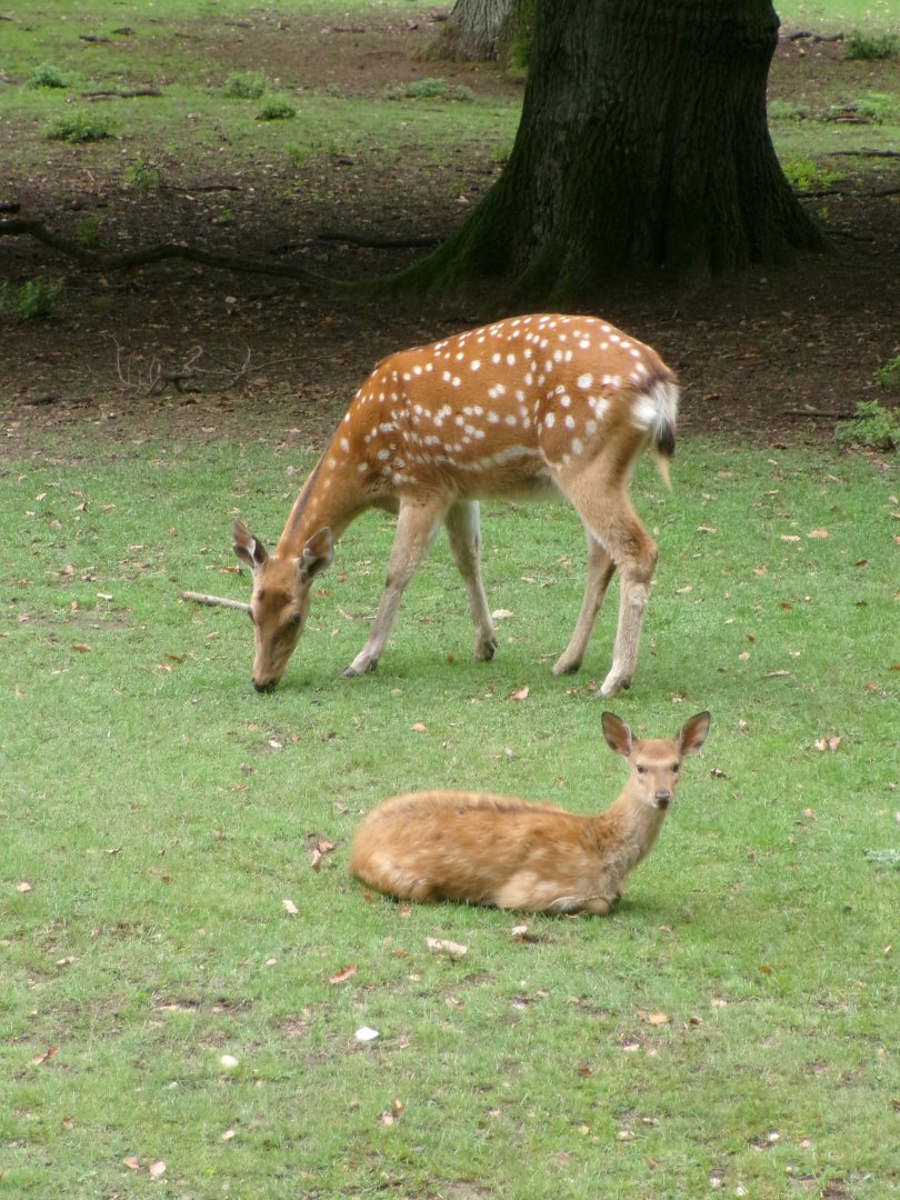 Dybowski's sika deer