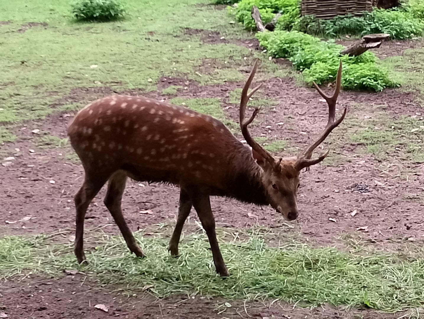 Dybowski's sika deer