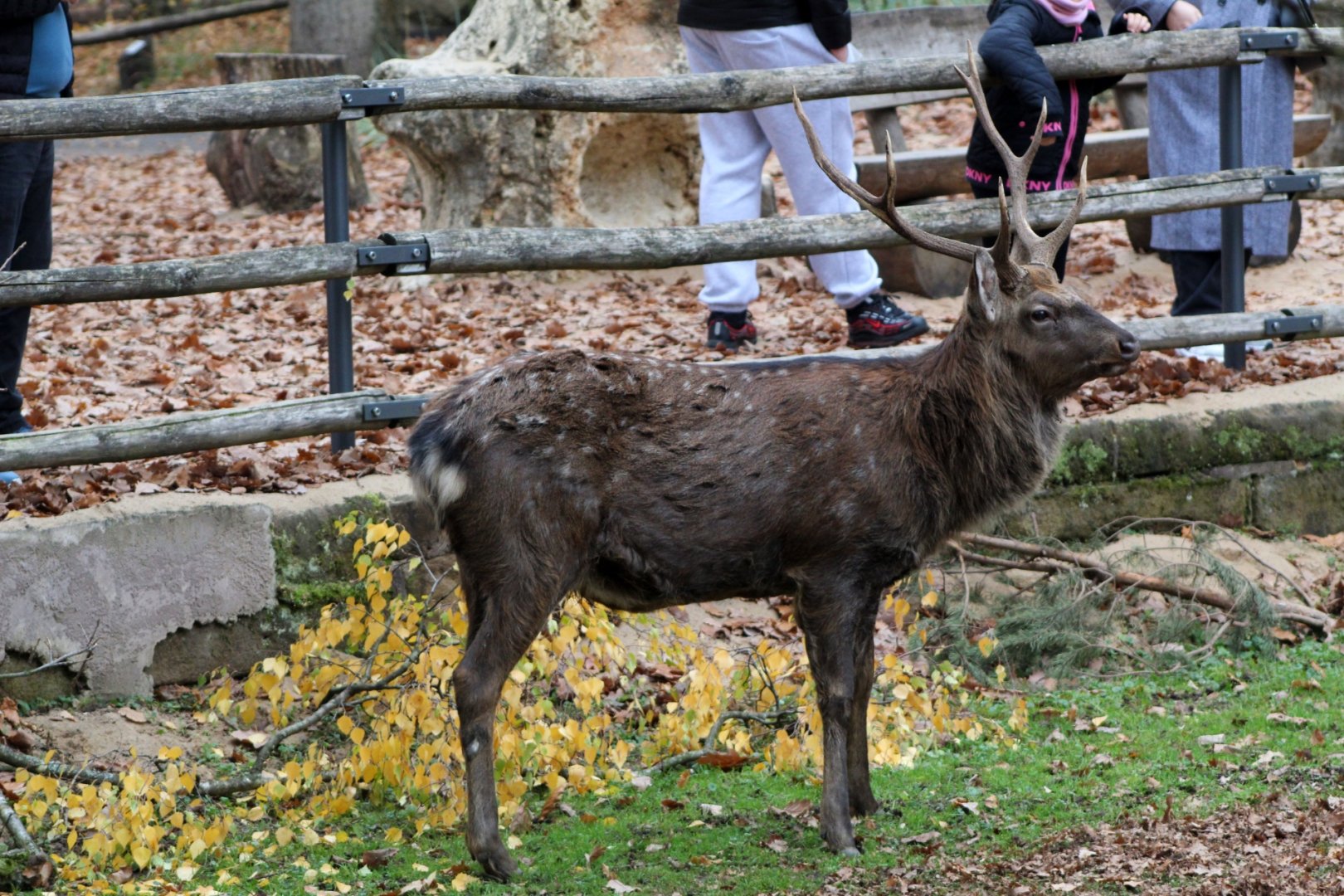 Dybowski's Sika Deer