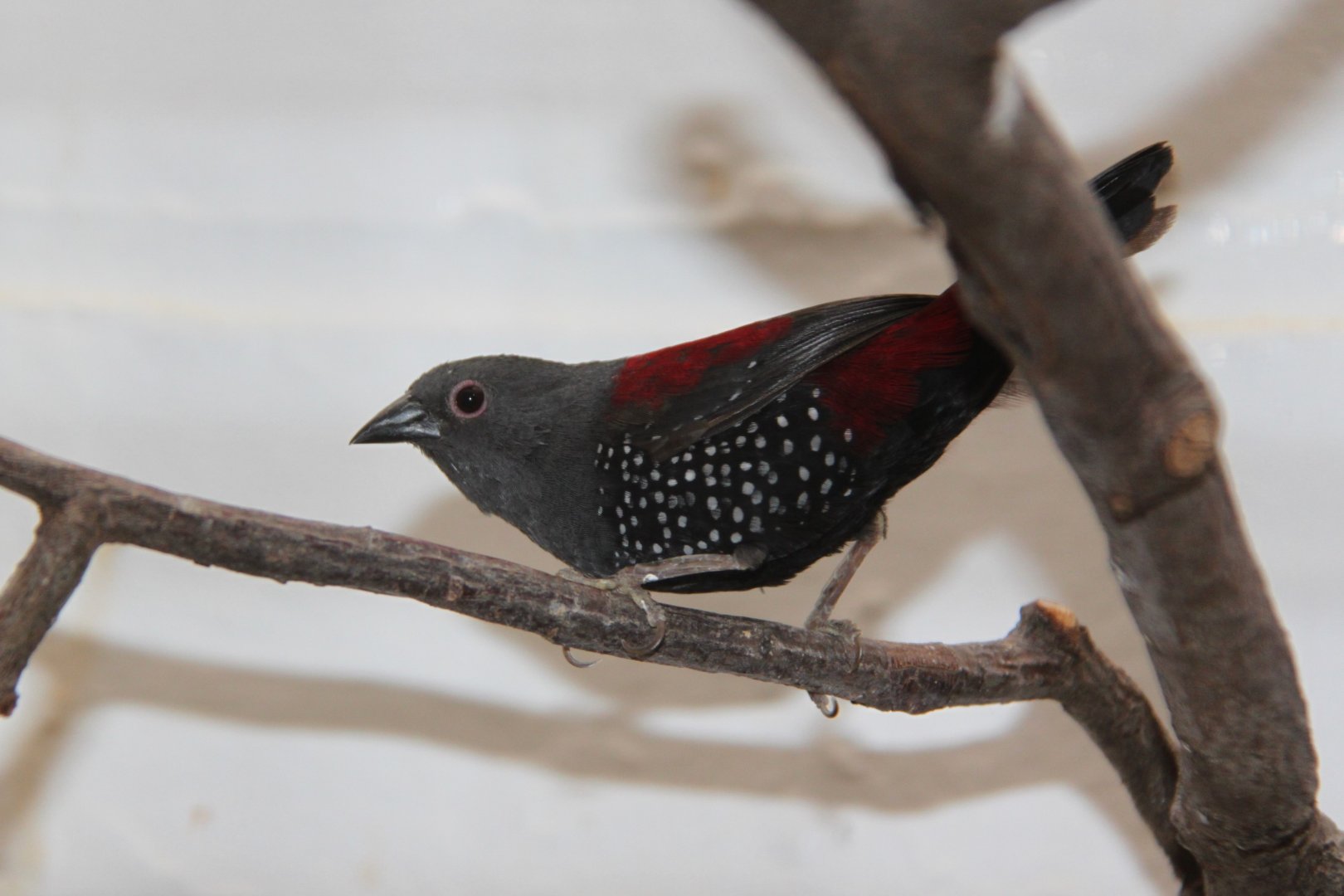 Dybowski's twinspot (Euschistospiza dybowskii)