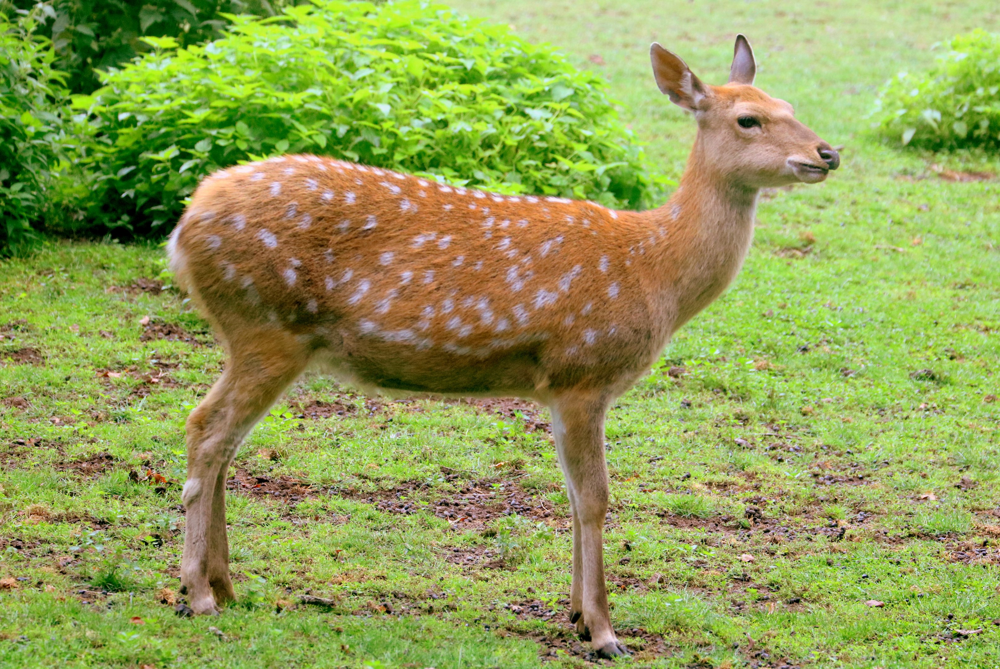Dybowsk's sika deer; Nuremberg; 8th September 2019