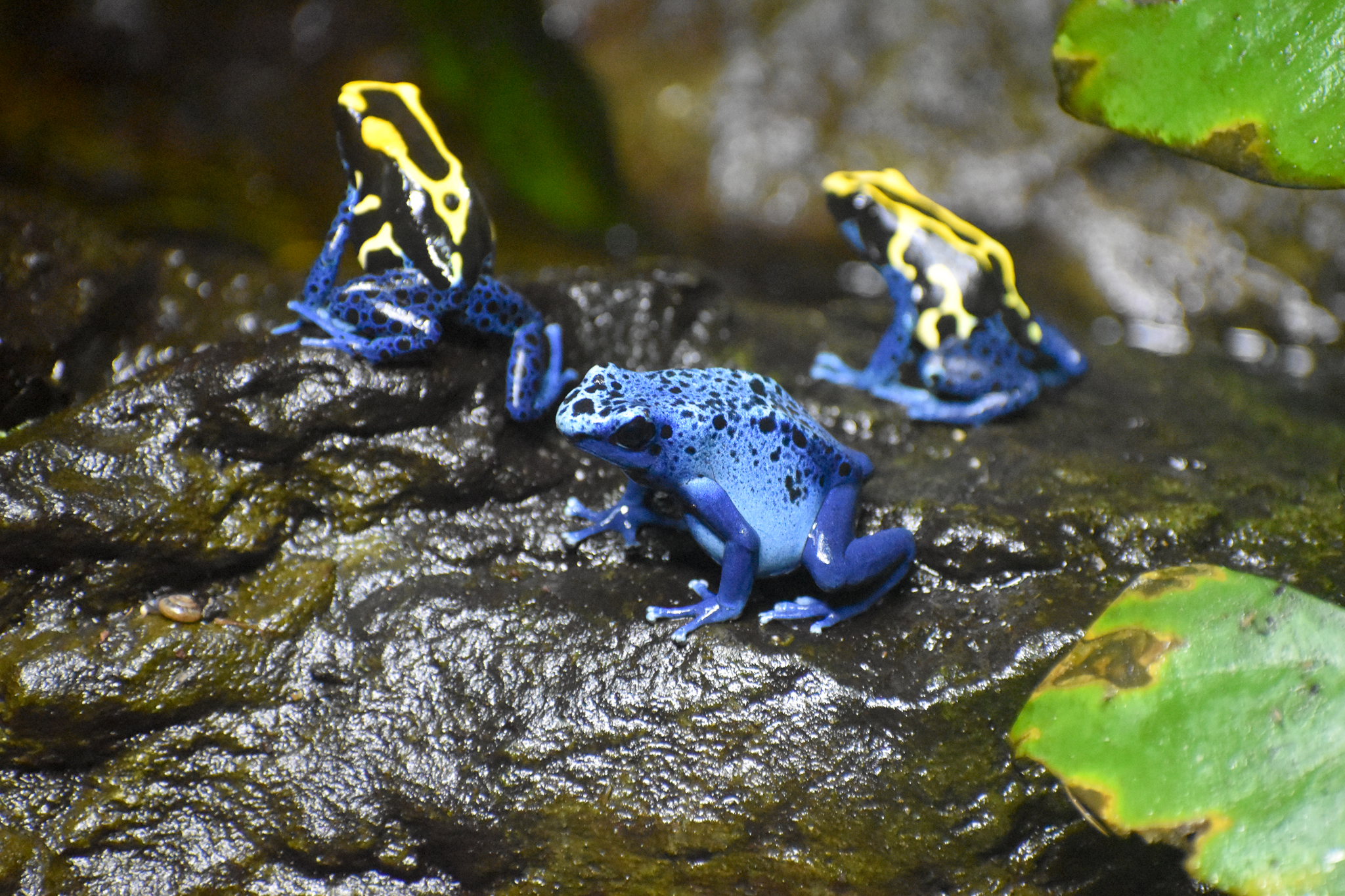 Dyeing and Blue Poison Dart Frogs