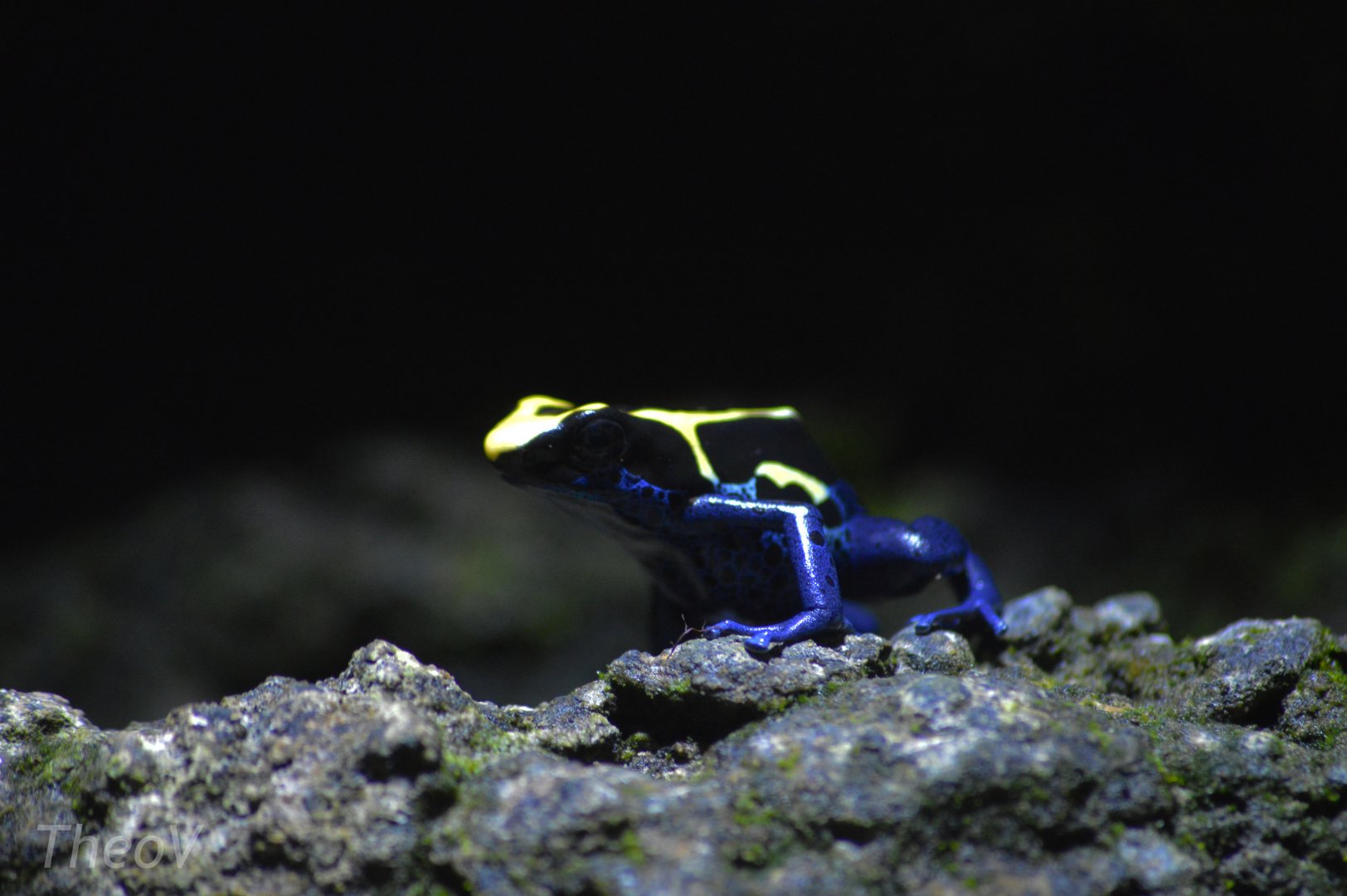 Dyeing dart frog [2018]