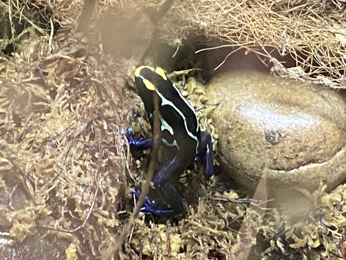 Dyeing dart frog 290224
