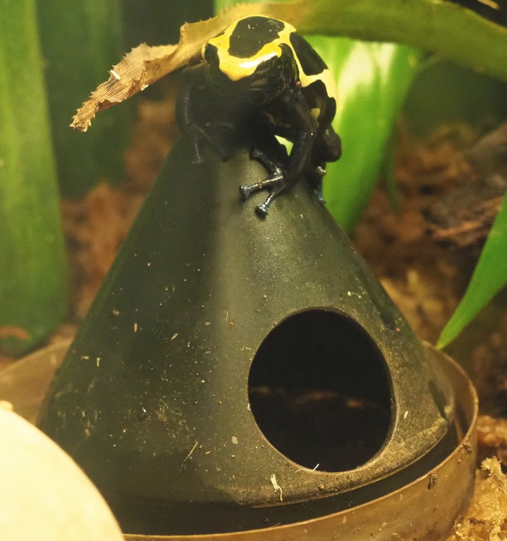 Dyeing dart frog (Dendrobates tinctorius), 2020-09-20