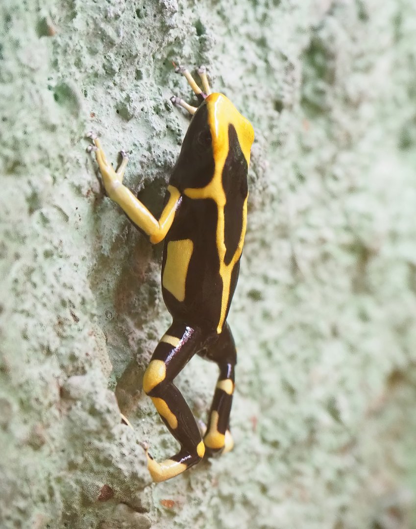 Dyeing dart frog (Dendrobates tinctorius), 2023-07-02