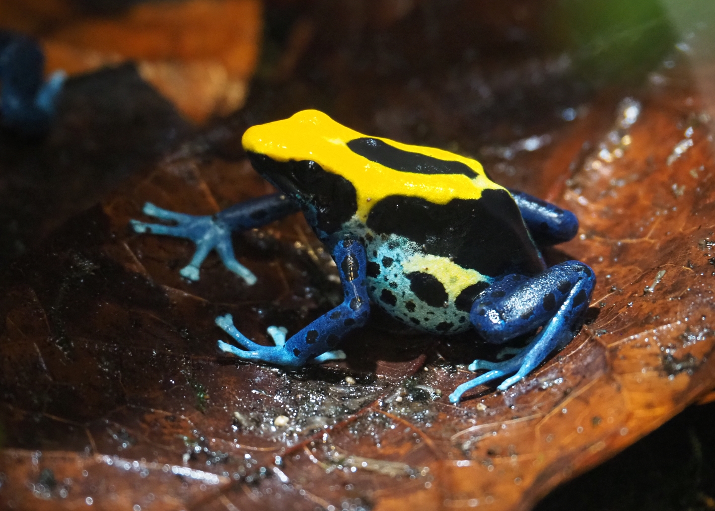 Dyeing dart frog (Dendrobates tinctorius 'Brasil'), Nov 10th, 2018