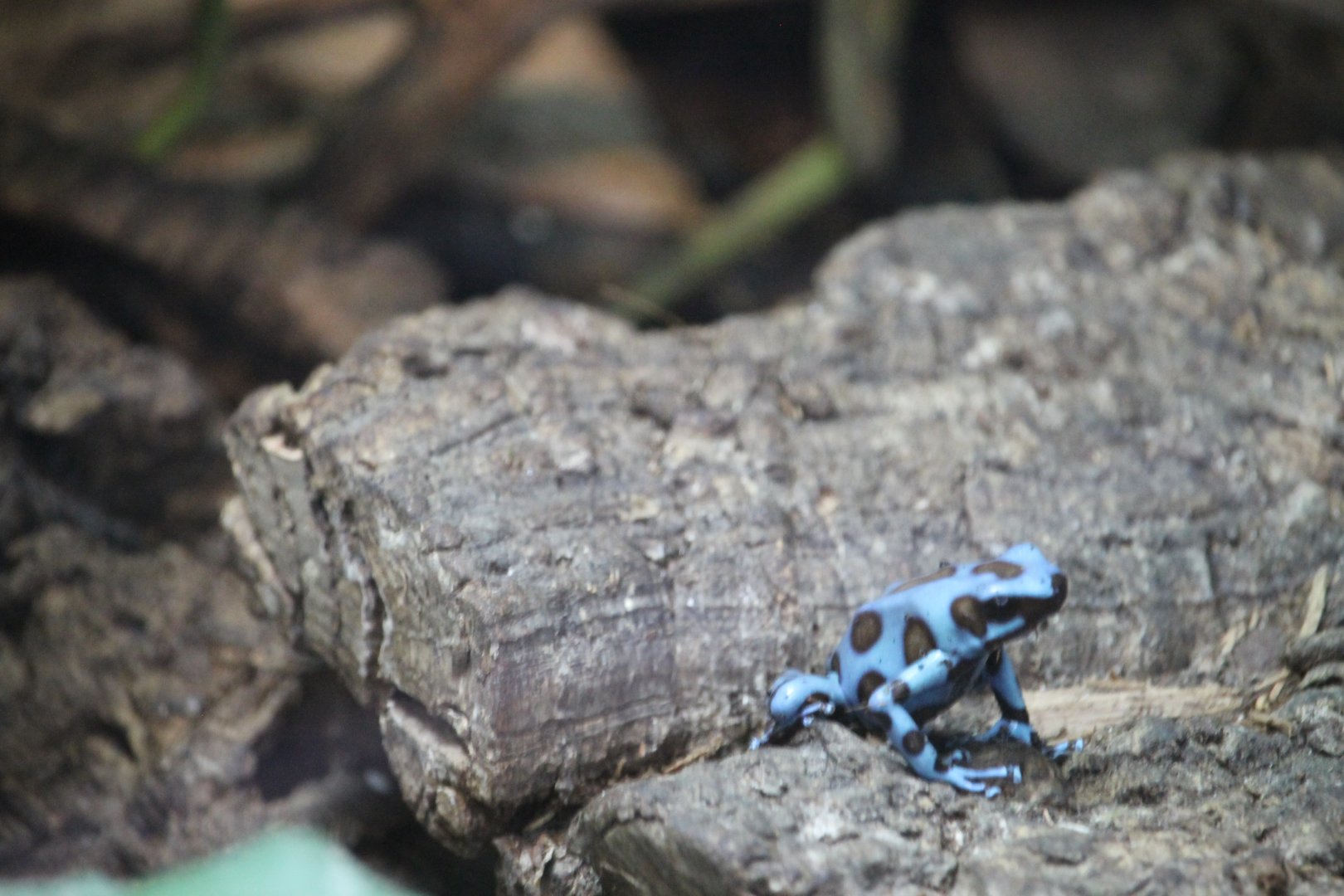 Dyeing dart frog (Dendrobates tinctorius)