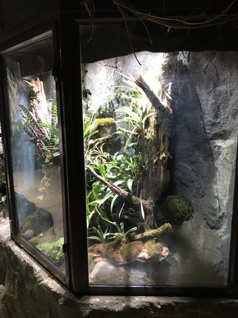 Dyeing dart frog exhibit 250318