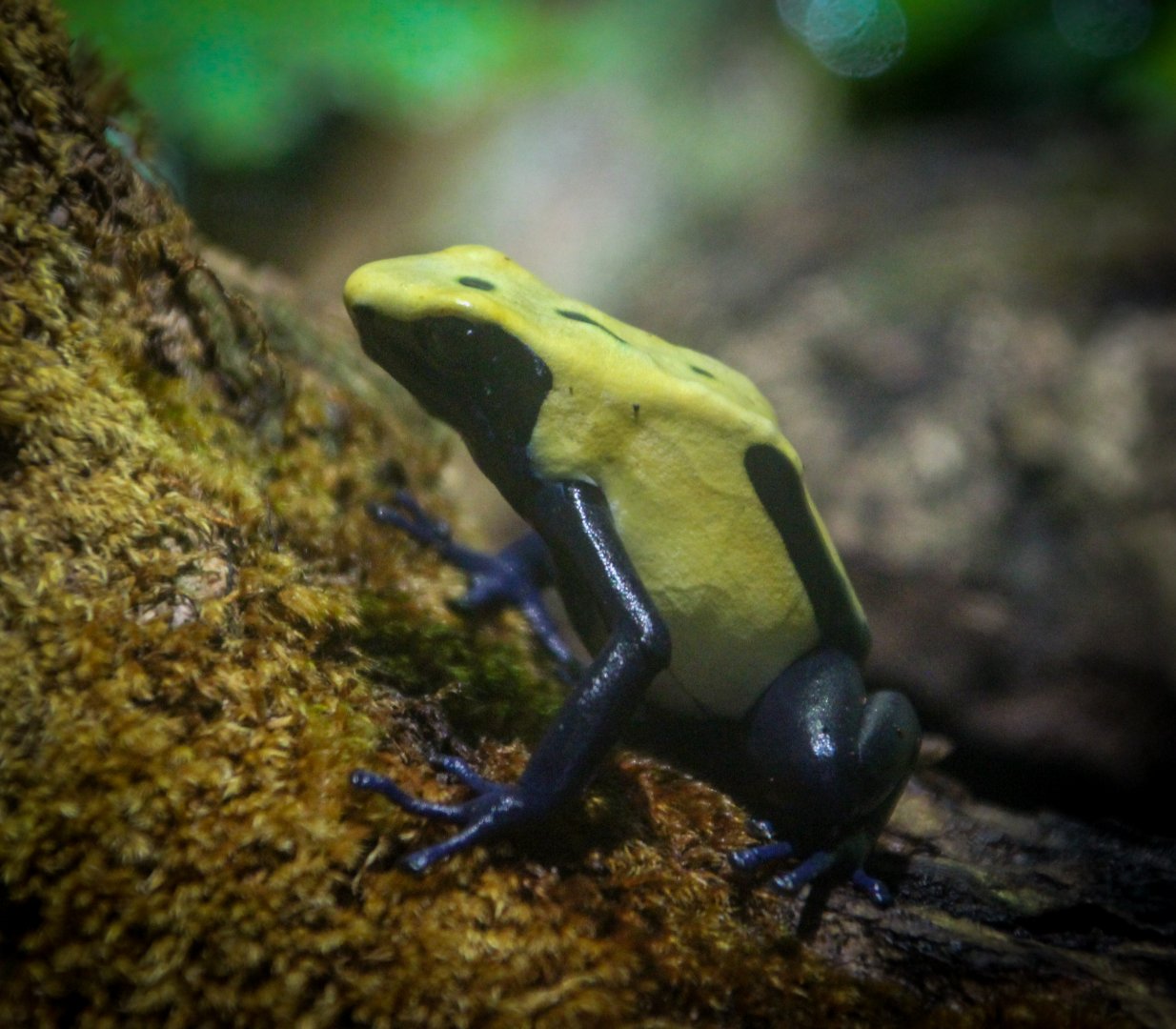Dyeing Dart Frog