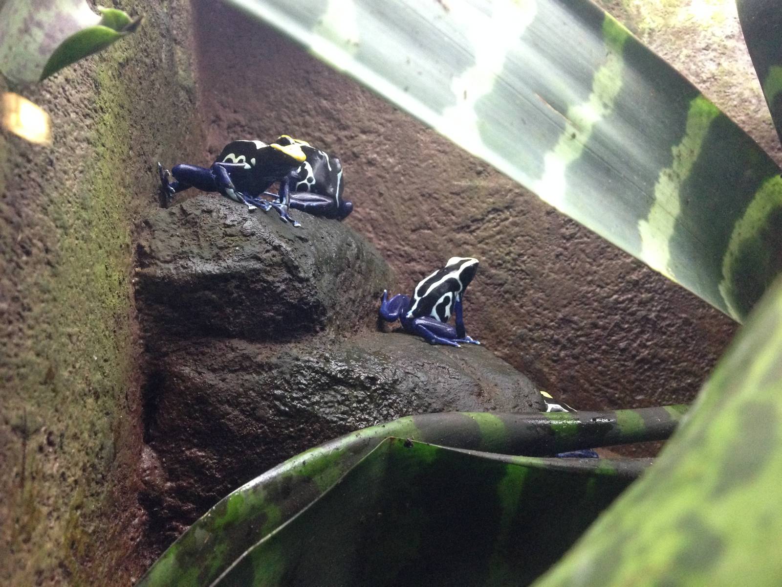 Dyeing Dart Frogs at Blue Planet Aquarium - 05/10/2013