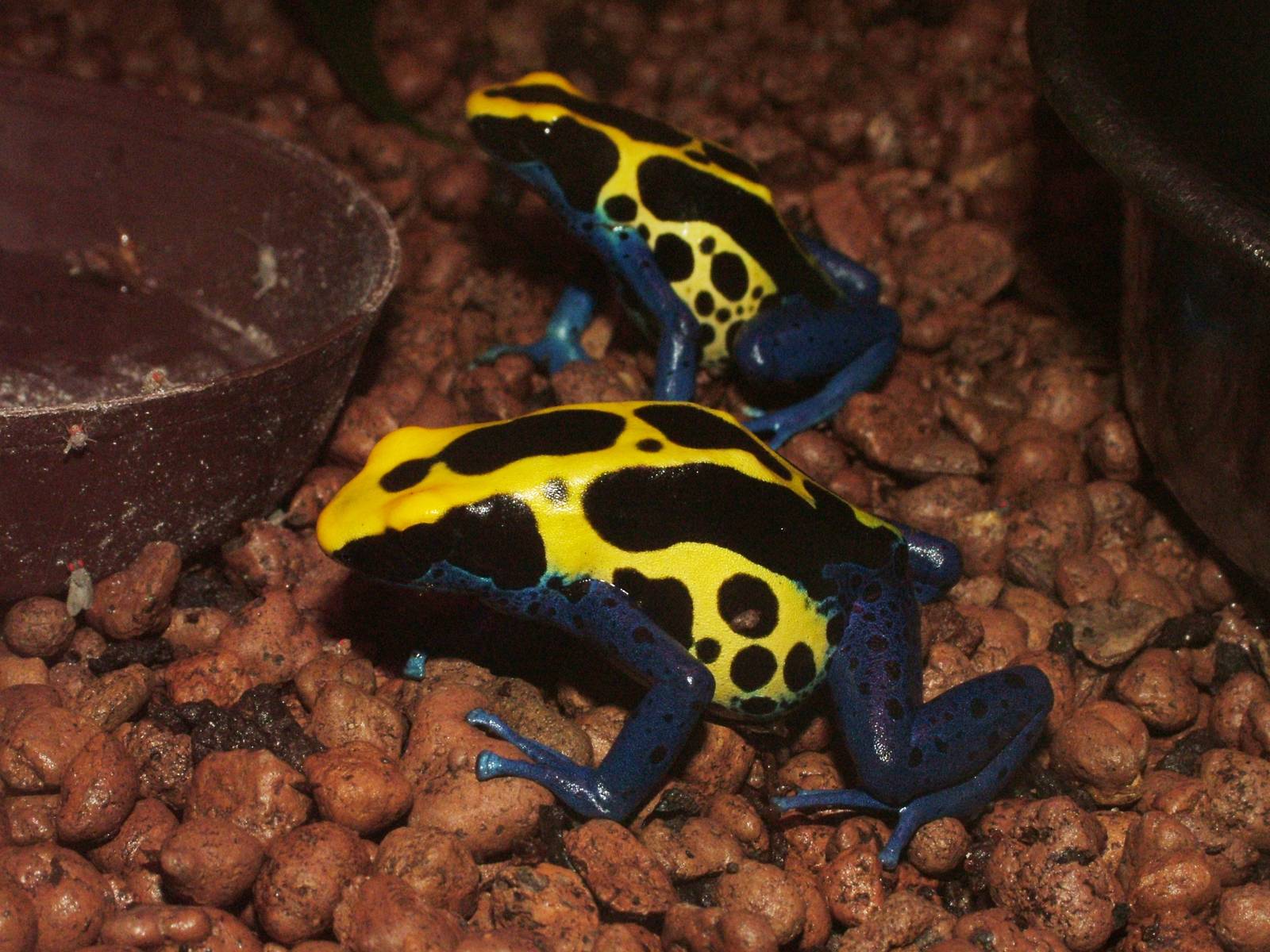 Dyeing Poison Arrow Frog at Jihlava, 31/05/10