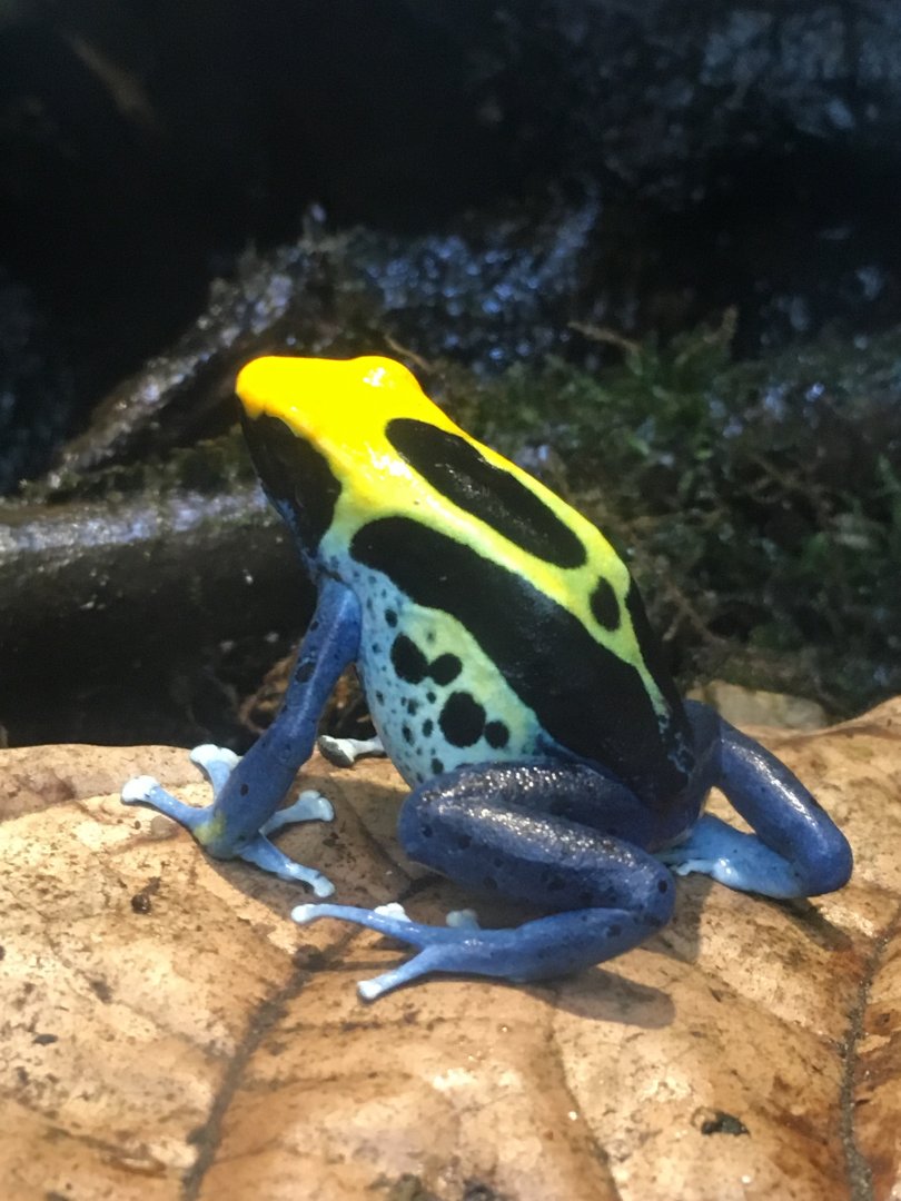 Dyeing poison arrow frog