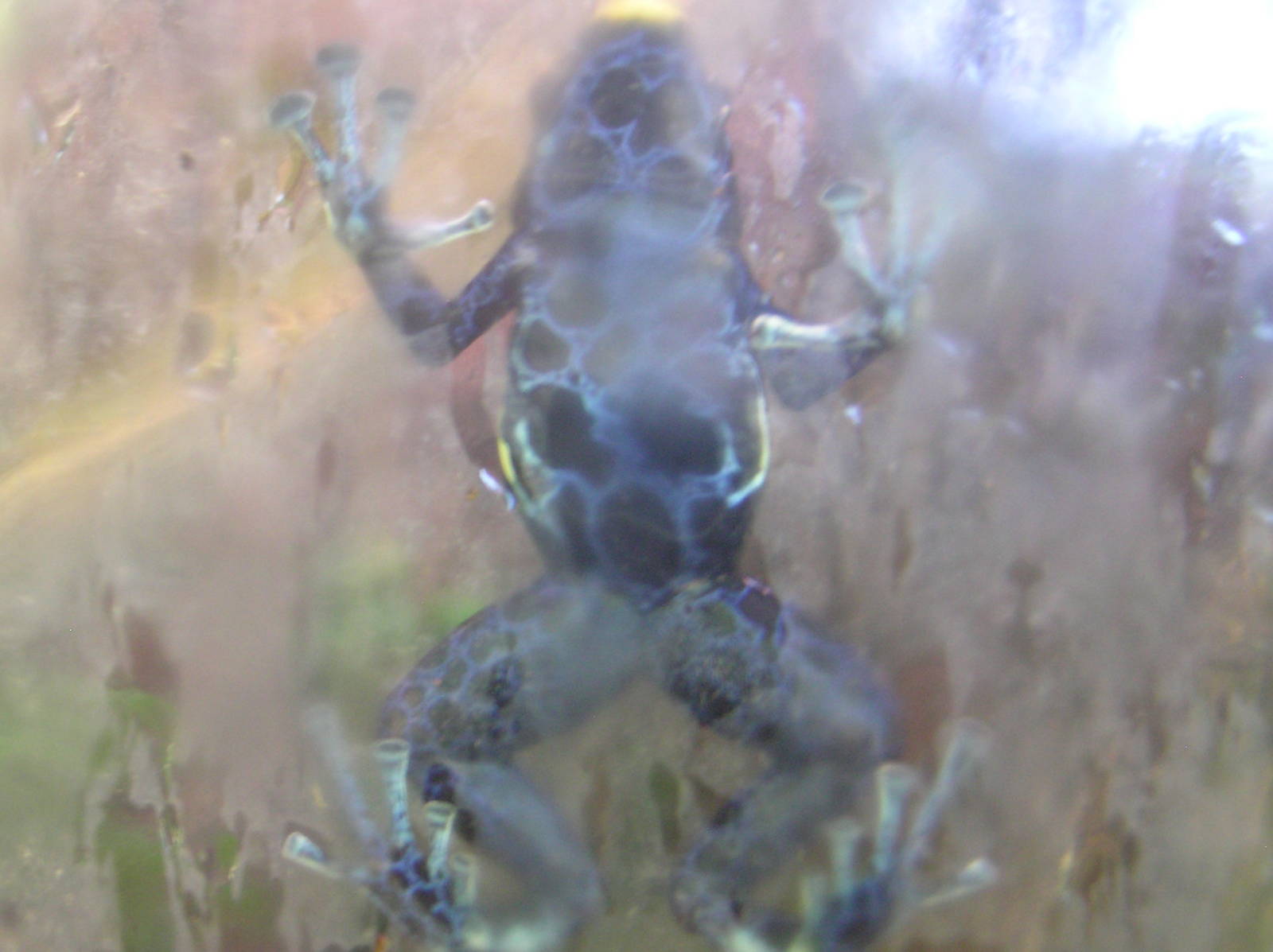 Dyeing Poison Arrow Frog