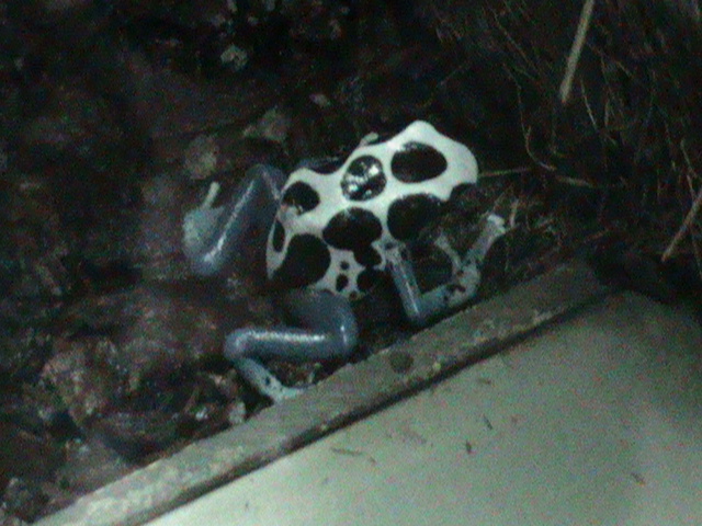 Dyeing poison dart frog 030910