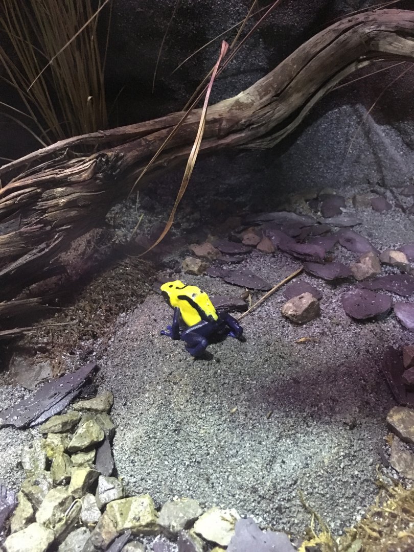 Dyeing poison dart frog 121216