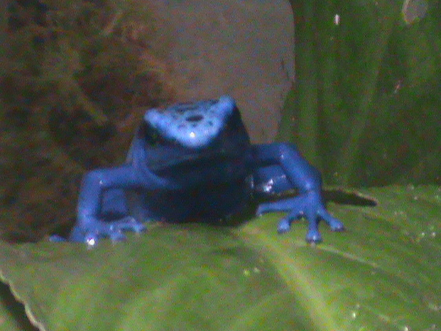 dyeing poison dart frog 200212