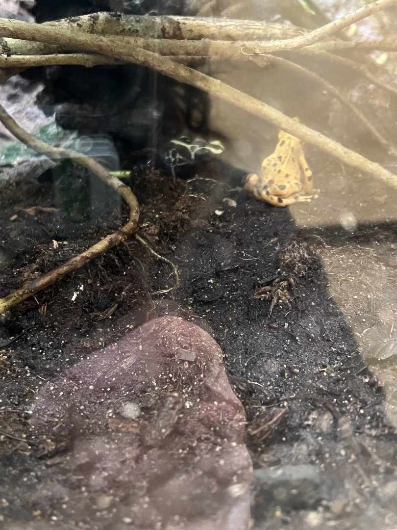 Dyeing Poison Dart Frog and Panamanian Golden Frog