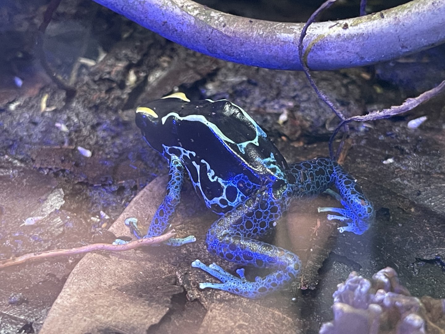 dyeing poison dart frog “cobalt” (dendrobates tinctorius) (1)