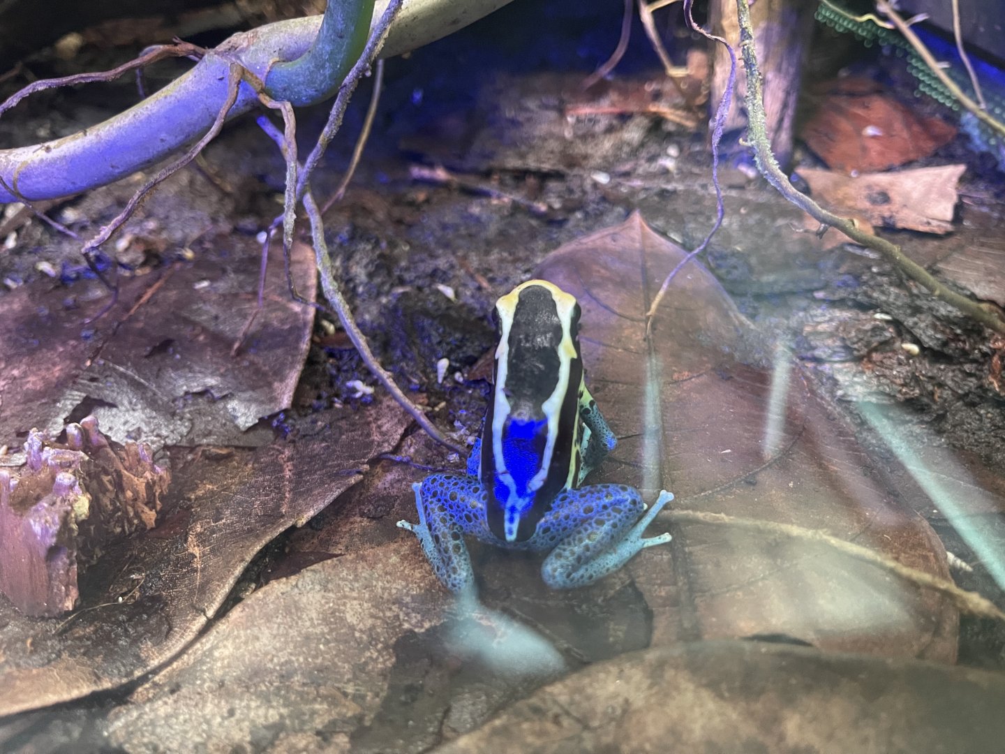 dyeing poison dart frog "cobalt" (dendrobates tinctrorius) (2)