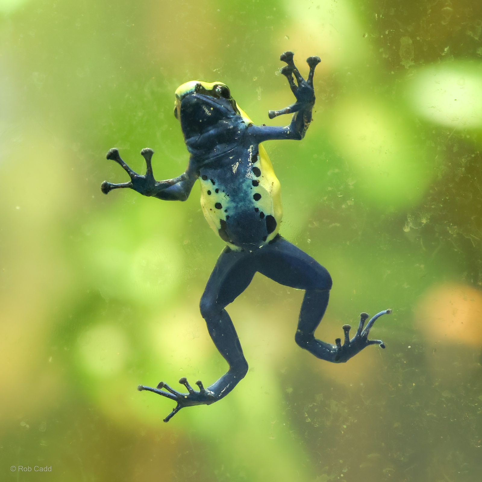 Dyeing poison dart frog : Cotswold WP : 02 Aug 2024